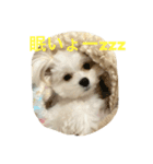 愛犬ひめちゃん♡（個別スタンプ：8）