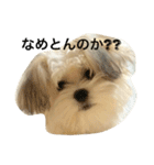 愛犬ひめちゃん♡（個別スタンプ：9）
