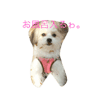 愛犬ひめちゃん♡（個別スタンプ：10）