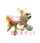 愛犬ひめちゃん♡（個別スタンプ：11）
