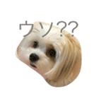 愛犬ひめちゃん♡（個別スタンプ：12）