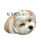 愛犬ひめちゃん♡（個別スタンプ：13）