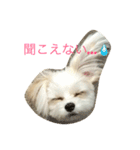 愛犬ひめちゃん♡（個別スタンプ：14）