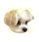 愛犬ひめちゃん♡（個別スタンプ：16）