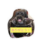 ワンコのアリス（個別スタンプ：3）