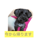ワンコのアリス（個別スタンプ：5）