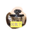 ワンコのアリス（個別スタンプ：6）
