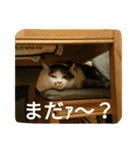 茶々のスタンプ①（個別スタンプ：6）