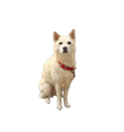白い老犬ダンさん（個別スタンプ：14）