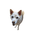 白い老犬ダンさん（個別スタンプ：15）