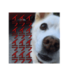 白い老犬ダンさん（個別スタンプ：23）