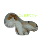 ニャー！ボクむぎ！（個別スタンプ：6）