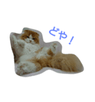 ニャー！ボクむぎ！（個別スタンプ：7）