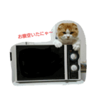 ニャー！ボクむぎ！（個別スタンプ：8）