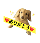スコッチ❤️（個別スタンプ：4）