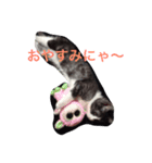 サスケ丸（個別スタンプ：3）
