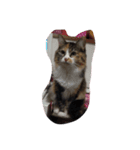 色々なきなこ（個別スタンプ：4）