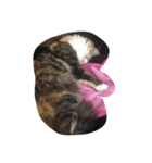 色々なきなこ（個別スタンプ：5）