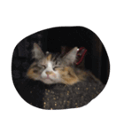 色々なきなこ（個別スタンプ：6）