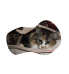 色々なきなこ（個別スタンプ：8）