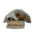 ゆる〜い5にゃん（個別スタンプ：5）