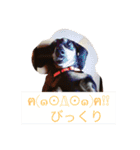 犬 ちょこ（個別スタンプ：1）