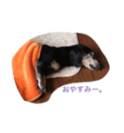 犬 ちょこ（個別スタンプ：3）