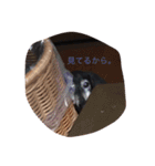 犬 ちょこ（個別スタンプ：4）