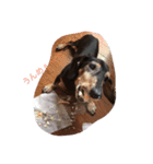 犬 ちょこ（個別スタンプ：6）