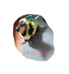 犬 ちょこ（個別スタンプ：7）