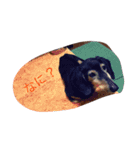 犬 ちょこ（個別スタンプ：9）