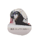 犬 ちょこ（個別スタンプ：10）