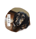 犬 ちょこ（個別スタンプ：11）