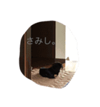 犬 ちょこ（個別スタンプ：15）