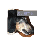 犬 ちょこ（個別スタンプ：16）