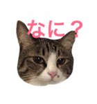 ランラン①（個別スタンプ：1）