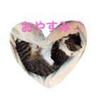 ランラン①（個別スタンプ：3）