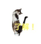 ランラン①（個別スタンプ：4）