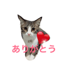 ランラン①（個別スタンプ：5）
