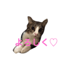 ランラン①（個別スタンプ：6）