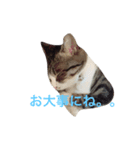 ランラン①（個別スタンプ：12）