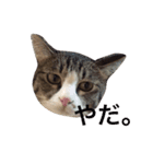 ランラン①（個別スタンプ：16）