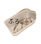 あさり3（個別スタンプ：5）