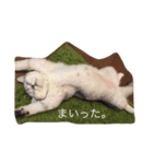 あさり3（個別スタンプ：8）