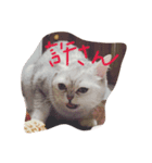 あさり1（個別スタンプ：3）