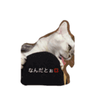 あさり1（個別スタンプ：7）