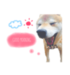 ケンタくんシリーズ①（個別スタンプ：7）