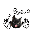 うちの黒猫 豪ちゃんスタンプ（個別スタンプ：1）