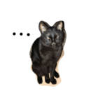 うちの黒猫 豪ちゃんスタンプ（個別スタンプ：5）