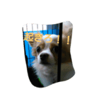 愛犬君たち（個別スタンプ：1）